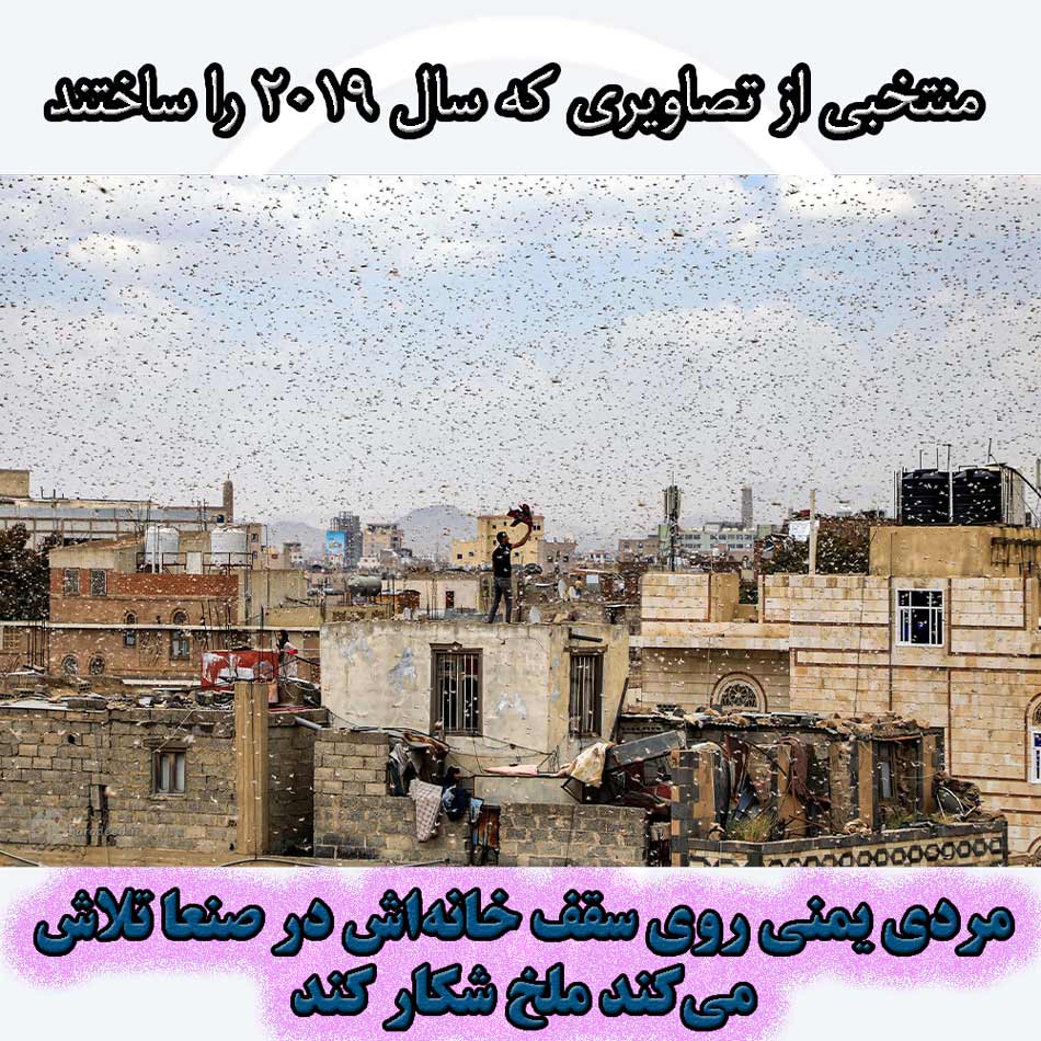 مردی یمنی روی سقف خانه‌اش در صنعا تلاش می‌کند ملخ شکار کند.